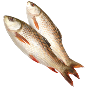 Rohu